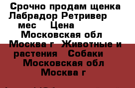 Срочно продам щенка Лабрадор Ретривер 3,5 мес. › Цена ­ 10 000 - Московская обл., Москва г. Животные и растения » Собаки   . Московская обл.,Москва г.